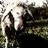 Avatar for tasklesssheep