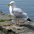 seagull_7 için avatar