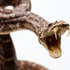 Avatar di snakebite-