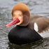 Avatar for duckyman