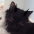 Avatar for theonlydesuwu