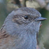 Avatar for dunnock