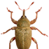 Tychius için avatar