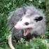 Avatar for H0ney_B4DG3R