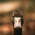 Avatar di NateRiesgraf