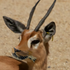 Avatar for fleabuki