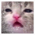 Avatar for scmaloney