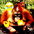 daddyjarjees 的头像