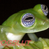 Frogslut için avatar