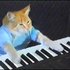 gato pianista 的头像