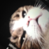 Avatar for VideD0