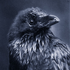 Raven327 için avatar