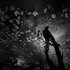 Avatar for Topdown Dialectic