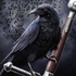 Avatar for Silent_Crow