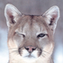 Avatar de PumaX1604