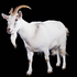 Avatar for thegoat112