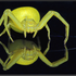 Avatar for westos