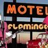 Avatar for Motel Flamingo