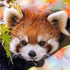 Duplixe 的头像