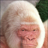 Avatar for TheWhambangler
