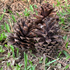 Avatar di Pinecones_Goose