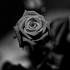 Avatar for dadih