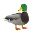 Avatar di DuckTummy