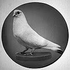 Avatar for Subway_Pigeons