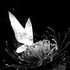 Insomnia_2002 的头像