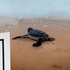 Аватар для TurtleReviewer