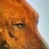 Awatar dla Music For Dogs