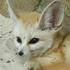 Avatar for feenko