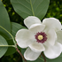 Avatar for magnoliamango