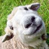 Avatar for Electro-Sheep