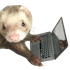 Avatar for tomfurao