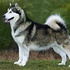 alaskanmalamute için avatar