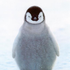 Avatar für ThePenguin66