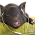 SoundPiggy için avatar