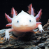 Аватар для headlessAxolotl