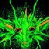 Avatar for Buthrakaur