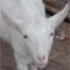 picturegoat 的头像