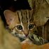 Avatar for World's smallest cat 🐈