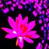 LilyUltraviolet için avatar