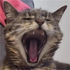 Avatar für FISHY_au