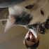 ScythwolfConor için avatar