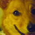 fluffycorgis için avatar