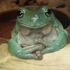 Avatar for pigpigbaby
