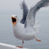 Avatar de freedom4seagull