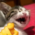 Catwaved için avatar