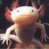 Avatar for Axolotlous